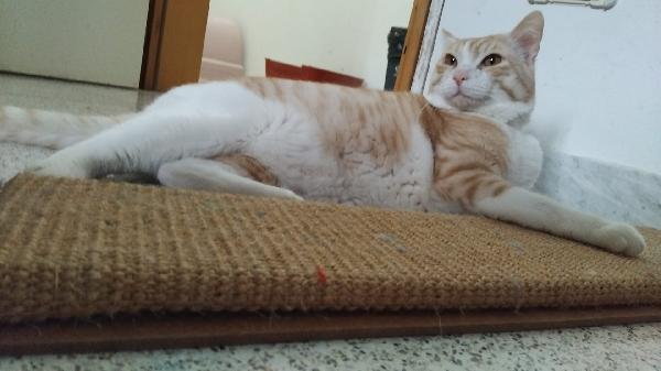 CAMILLO, micio adorabile, rosso e bianco Foto 4